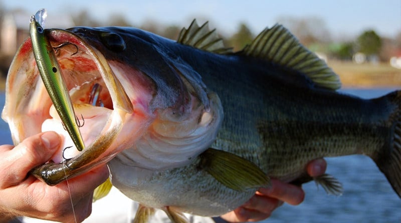 Learning How To Catch Bigger And Better Bass